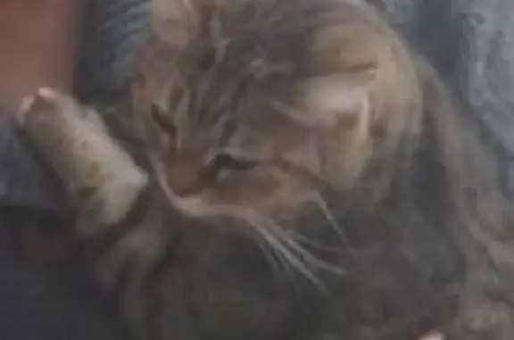 Пропала кошка Соня в Красносельском районе, вознаграждение