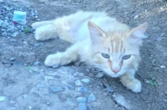 Найден кот в селе Началово с следом от ошейника
