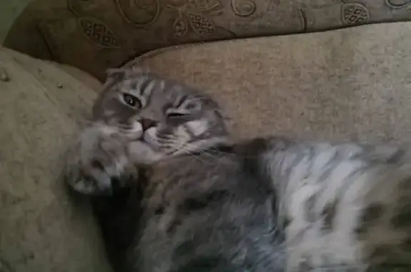 Кошки потеряшки, Пятигорск, фото: Потеряшка кот Маркиз на 2 линии в Горячеводске