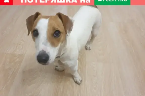 Собака на Камской, Симферополь