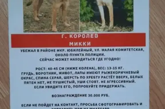 Пропала собака Микки в Королёве 10 апреля