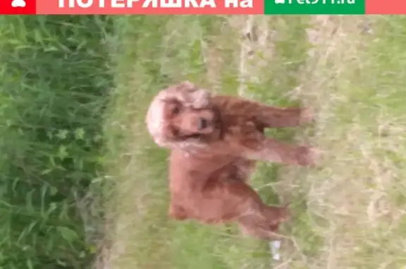 Найдена собака Мальчик в районе Ильинки, Хабаровск