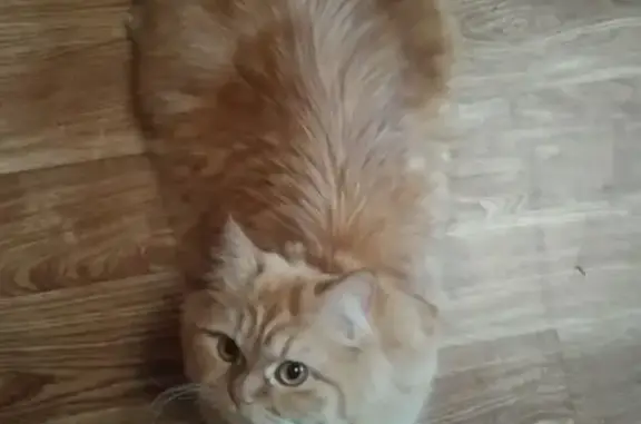 Пропала пушистая кошка в Москве