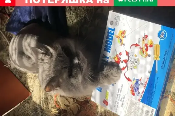 Кошки потеряшки, Чита, фото: Потеряшка серый кот в Чите, подстрижен под львенка