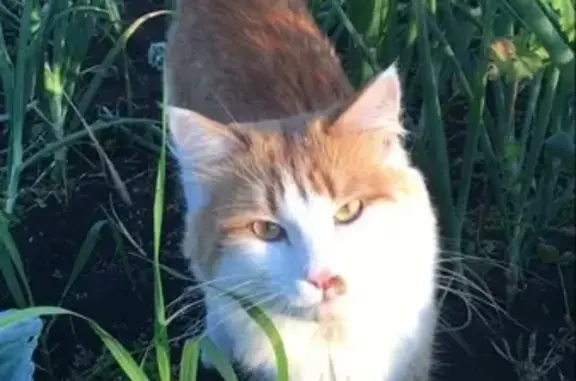 Пропала турецкая кошка Бело-рыжего окраса в Белоярском городском округе
