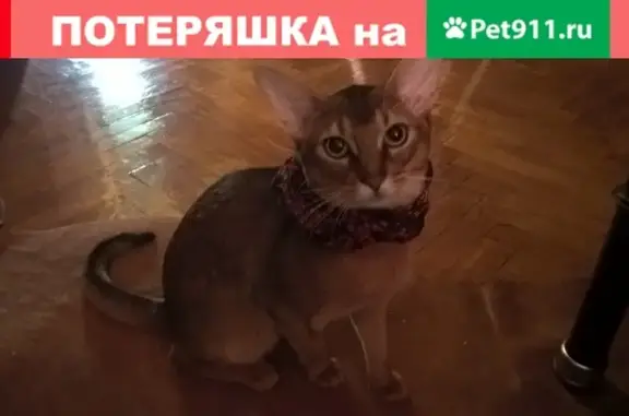 Пропала кошка на Профсоюзной, Москва, возраст 4 года, рыжая.