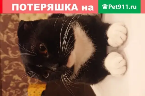 Пропала кошка Чарли в дачном посёлке Черкизово
