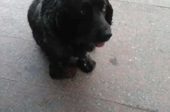 Найдена собака возле ТЦ Петровский, Москва