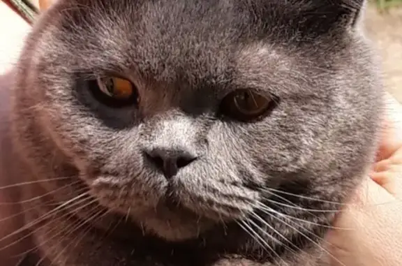 Найден британский кот в Химках, СНТ Отдых