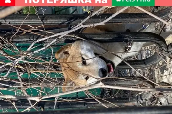 Пропала собака Фокс, рыжего окраса, Москва, Тессинский пер., 3А.