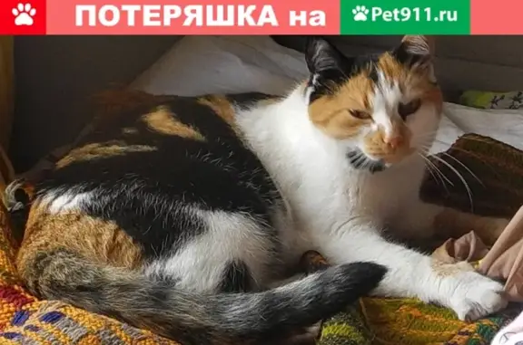 Пропала кошка в Минино-Летнево, Бежецк: 8-980-628-15-00