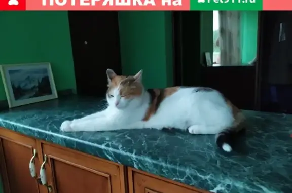 Пропала трехцветная кошка в Зеленограде, Московская область