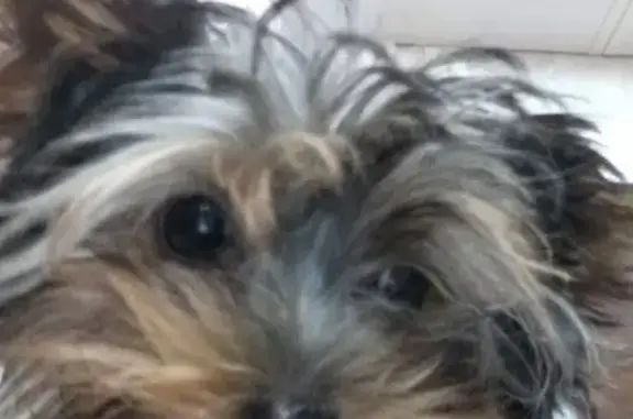 Собаки потеряшки, Новокузнецк, фото: Потеряшка собака породы йоркширский терьер в Новокузнецке