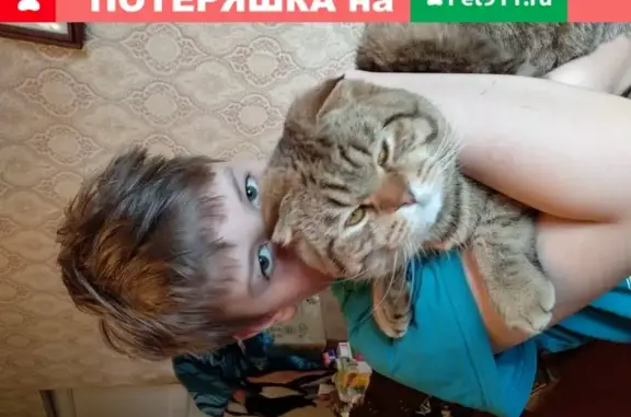 Потерянные животные Тула, фото: Пропал кот в Мяснове, Тула