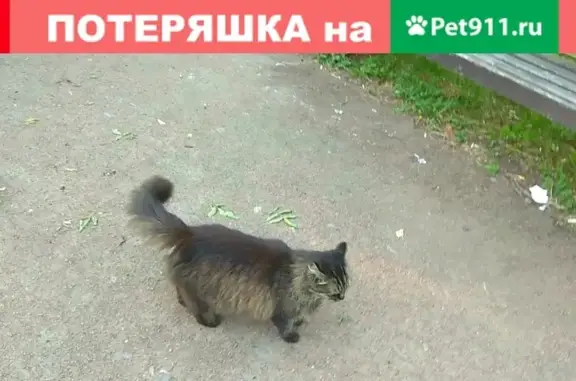 Найдена кошка на Белы Куна 16 в Санкт-Петербурге