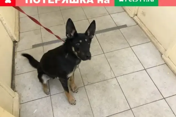 Пропала собака в ДНТ Лесное Озеро, Серпухов
