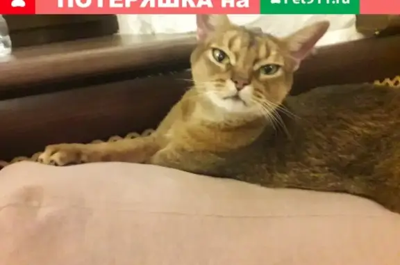 Пропала кошка Шира на улице Космонавта Волкова 7