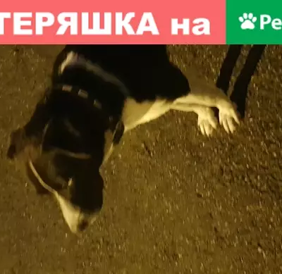 Собака на улице Осипенко и Щербакова, Владикавказ