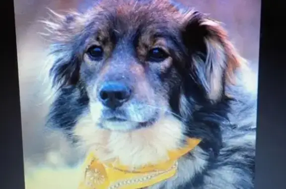 Собаки потеряшки, Москва, фото: Потеряшка собака на ул. Кастанаевская, Москва