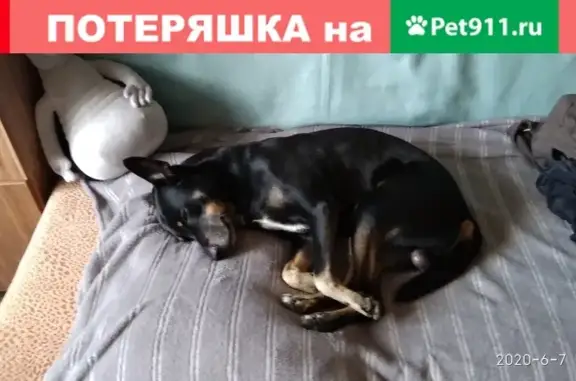 Пропала собака Декстер в Кирове на Новом мосту