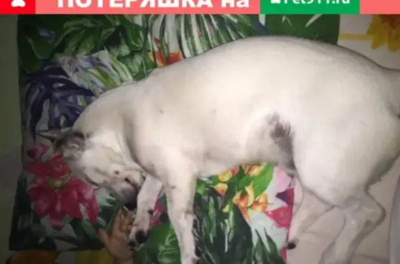 Пропала собака на ул. Даниловского, 17