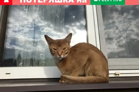 Пропал кот Рыжик с адресником в Богородском районе МО