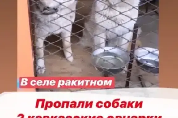 Пропали 2 Кавказские овчарки в Ракитном, Хабаровский край