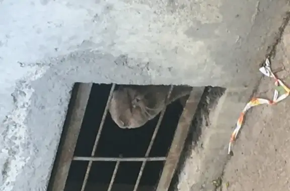 Найдена кошка в Калининском районе, нужна помощь