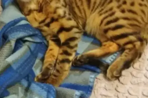 Кошки потеряшки, Сарапул, фото: Потеряшка кошка в Сарапуле, тигровый окрас, 20 лет