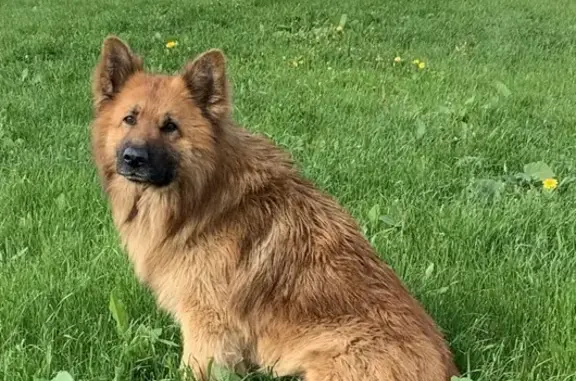 Пропала собака Каштан в Редькино, Московская область