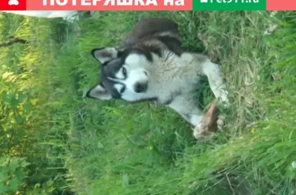 Собаки потеряшки, Богоявление, фото: Потеряшка собака Дак, Сибирский Хаски, г. Москва, пос. Вороновское, ул. Богоявление 23