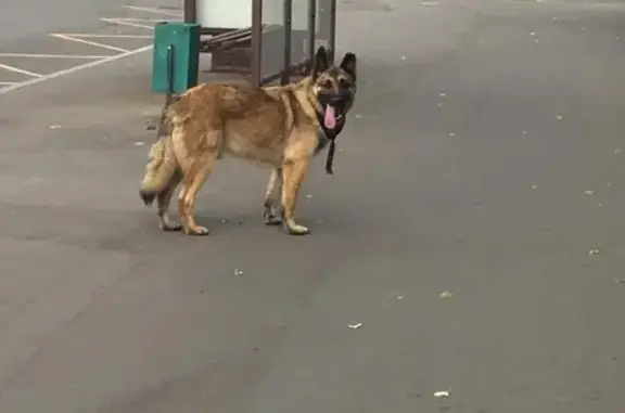 Найдена собака в Москве 20.05.2020