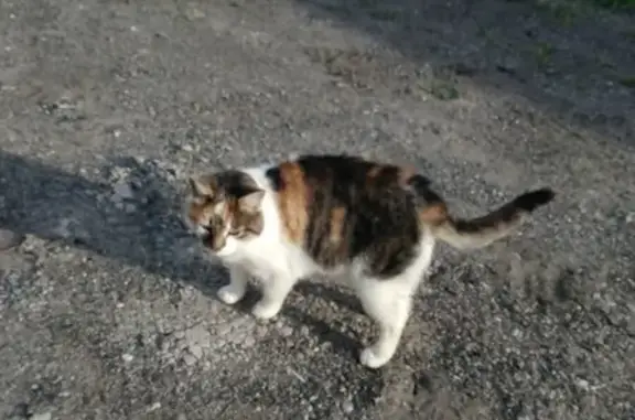Найдена кошка в Егорьевске