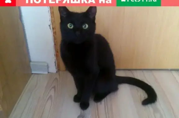 Пропал черный кот Федот на ул. Сакко и Ванцетти, 32А (Московская обл.)