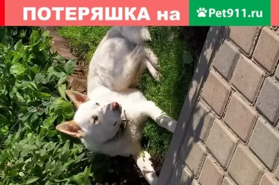 Пропала собака Лайка в Барнауле на Ленточном Бору.