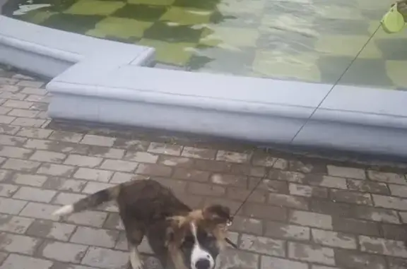 Пропала собака около Бульвара Кузнецова в Сергиевом Посаде