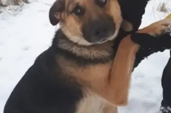 Пропала собака Цета в Монино