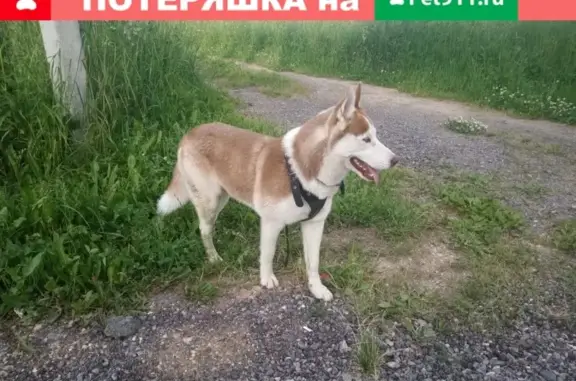 Найдена собака в деревне Парфенькино, Московская область