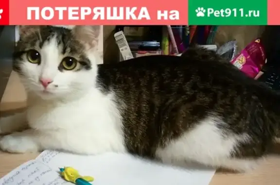 Пропал кот Василий на Ленинской улице