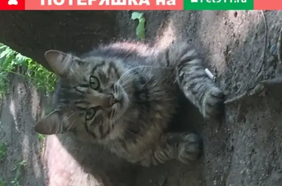 Потерян домашний котик на ул. Тухачевского, Москва