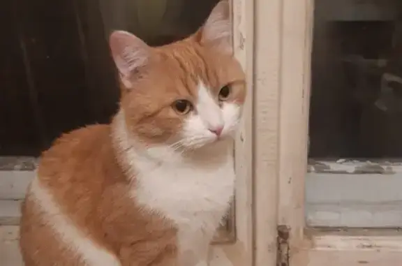 Кошки потеряшки, Санкт-Петербург, фото: Потеряшка красивая кастрированная кошка возрастом 3 года в Сестрорецке, ул. Пограничников 9, тел. 8 952 2278408