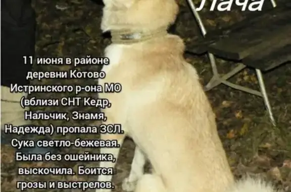 Собаки потеряшки, Москва, фото: Потеряшка собака на Новорижском шоссе, район снт Кедр, Нальчик, Знамя, Дальний.