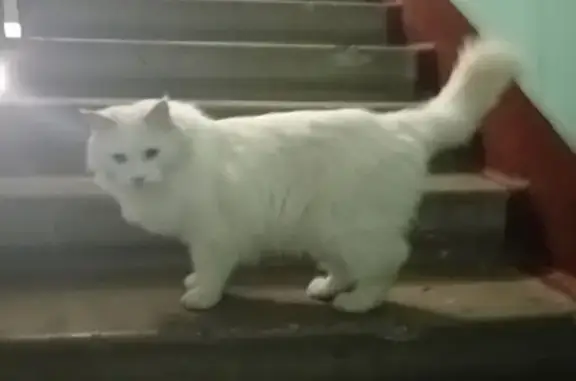 Найдена домашняя кошка на Комсомольском проспекте, 7