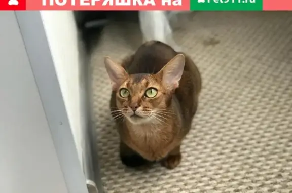 Пропал кот в селе Покров, Подольский городской округ