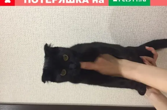 Найдена черная кошка на Московском проспекте в Воронеже