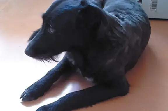 Пропала собака в Коломенском