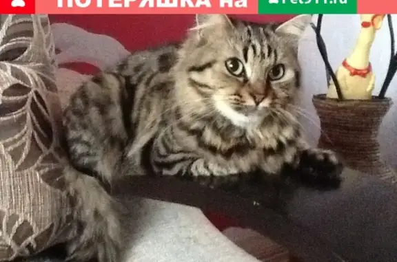 Пропала кошка Майя в с. Кневичи, ул. Центральные Кневичи 25