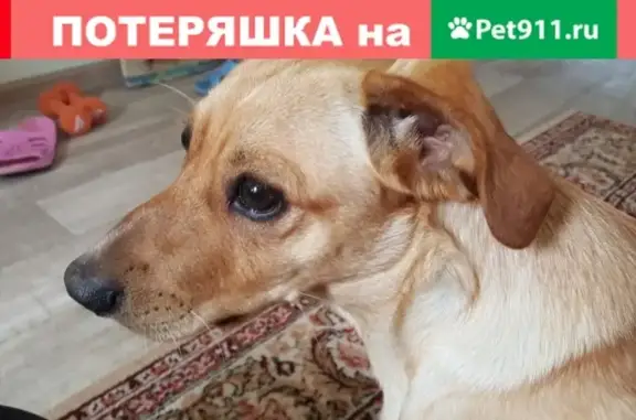 Собака найдена на Прибрежной улице, Новосибирск