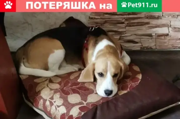 Пропала собака в Хабаровске, микрорайон Флегонтова