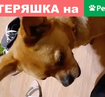Найдена дружелюбная собака с двумя ошейниками в Белгородской области